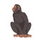 Chimpanzee Monkey as Great Ape Specie Native to Tropical Africa Vector Illustration