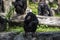 Chimpanzee monkey looks at something