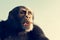 Chimpanzee monkey portrait