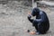 A chimpanzee monkey sits on the grass and eats carrots at the Jerusalem Zoo