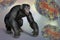 Chimpanzee monkey surrounded by monkeypox viruses, conceptual 3D illustration