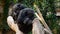 Chimpanzee monkeys sitting in a tree