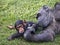 Chimpanzee Mother and Baby