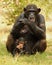 Chimpanzee mother and child
