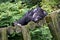 Chimpanzee napping on logs