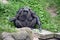 Chimpanzee nibbling on grassy reed