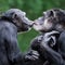 Chimpanzee Pair VI