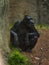 Chimpanzee Pan Troglodytes