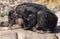 CHIMPANZEE pan troglodytes, ADULT SLEEPING ON ROCK