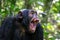 A chimpanzee, pan troglodytes, bares his teeth whilst communicating with the rest of the community. Kibale National Park, Uganda