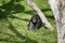 Chimpanzee, Pan troglodytes, common chimpanzee, robust chimpanzee, chimp with coarse black hair, bare face, fingers, toes, palms