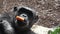 A chimpanzee Pan Troglodytes eating a vegetable.