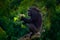 Chimpanzee, Pan troglodytes, feeding leaves on the tree trunk in the dark forest. Black monkey in the nature habitat, Uganda in