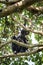 Chimpanzee, pan troglodytes, Kabale forest, Uganda