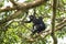 Chimpanzee, pan troglodytes, Kabale forest, Uganda