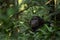 Chimpanzee, pan troglodytes, Kabale forest, Uganda