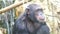 Chimpanzee, Pan troglodytes, Pan paniscus (4K)