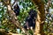 Chimpanzee, Pan troglodytes, on the tree in Kibale National Park in Uganda, dark forest. Black monkey in the nature habitat,