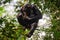 Chimpanzee, Pan troglodytes, on the tree in Kibale National Park, Uganda, dark forest. Black monkey in the nature, Uganda in