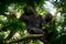 Chimpanzee, Pan troglodytes, on the tree in Kibale National Park, Uganda, dark forest. Black monkey in the nature, Uganda in