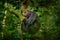 Chimpanzee, Pan troglodytes, on the tree in Kibale National Park, Uganda, dark forest. Black monkey in the nature, Uganda in