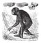 Chimpanzee or Pan troglodytes vintage engraving