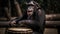 Chimpanzee playing drums in a music studio. Chimpanzee. Evolution Concept