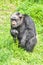 A chimpanzee playing on the grass