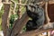 Chimpanzee playing in zoo