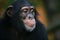 Chimpanzee Portrait