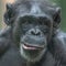 Chimpanzee portrait close up at open resort