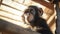 Chimpanzee Portrait: Cute And Quirky Sun Gazing In Vray Tracing