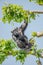 Chimpanzee portrait at tree at guard