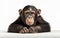 Chimpanzee Portrait on White Background