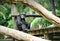 Chimpanzee pose outdoors
