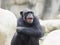 Chimpanzee posing with crossed arms and mouth open widely