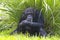 Chimpanzee Posing By Tall Grass