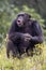chimpanzee primate, Pan troglodytes