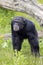 Chimpanzee primate, Pan troglodytes standing in grass outdoors