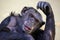 Chimpanzee primate portrait