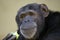 Chimpanzee primate portrait