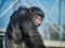 Chimpanzee primate side portrait