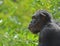 Chimpanzee in Profil