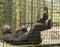 Chimpanzee resting