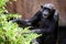 Chimpanzee resting