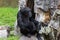 The chimpanzee seated on a rock relaxing