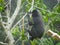 Chimpanzee seated on Tree House