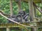 Chimpanzee seated on Tree House