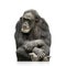 Chimpanzee - Simia troglodytes