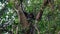 Chimpanzee Sits On A Tree In An African Wildlife Rainforest In A Nature Reserve